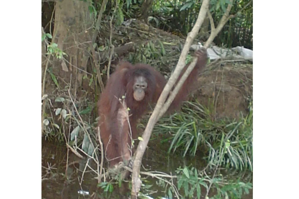 Borneo Orangutan Survival Foundation