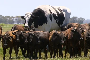 Meet Knickers: The cow so fat he survived being sent to the abattoir