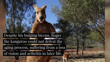 Roger The Buff Kangaroo Has Died