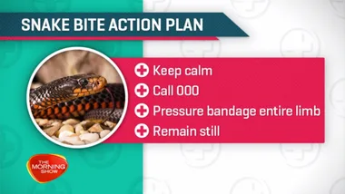 What to do if you’re bitten by a snake