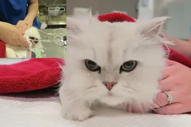 WATCH: Naughty cat saved after it swallowed 1.6 METRES of Christmas tinsel