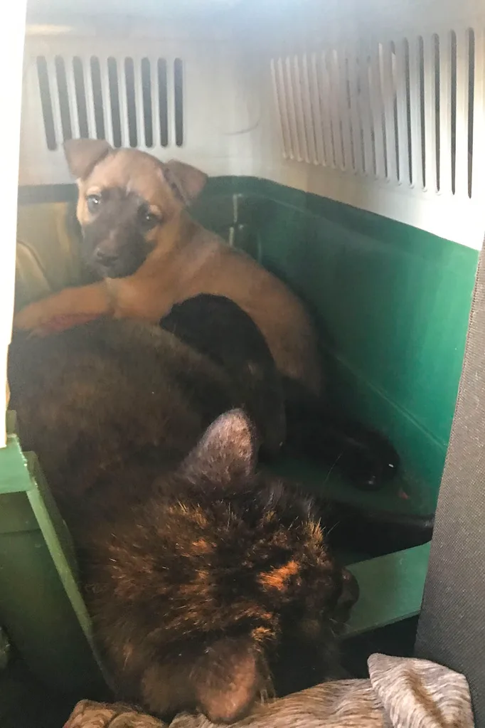 pets