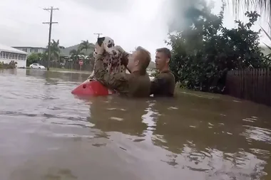 Brave Dalmatian rescued by the army in Queensland floods
