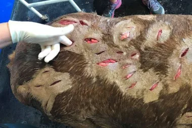 Star the pony dies after being stabbed 41 times by ‘lunatic’ killer