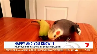 WATCH: Hilarious bird catches serious earworm