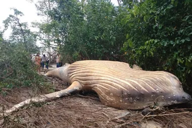 Mystery as dead humpback whale is found in the middle of the Amazon JUNGLE