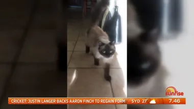 WATCH: Pet cat who survived 5 months alone finally returns home