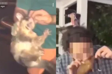 WATCH: Sickening footage shows unknown Aussie man biting chunks out of a possum