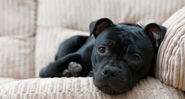 Vodka saved my dog
