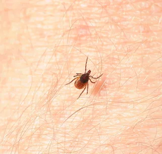 A tick made me vegan!