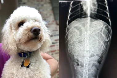 WATCH: Beloved family dog ‘lucky to be alive’ after vets find 117 HAIR TIES lodged in his stomach