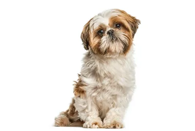 A healthy dog has been euthanised to be buried with its dead owner