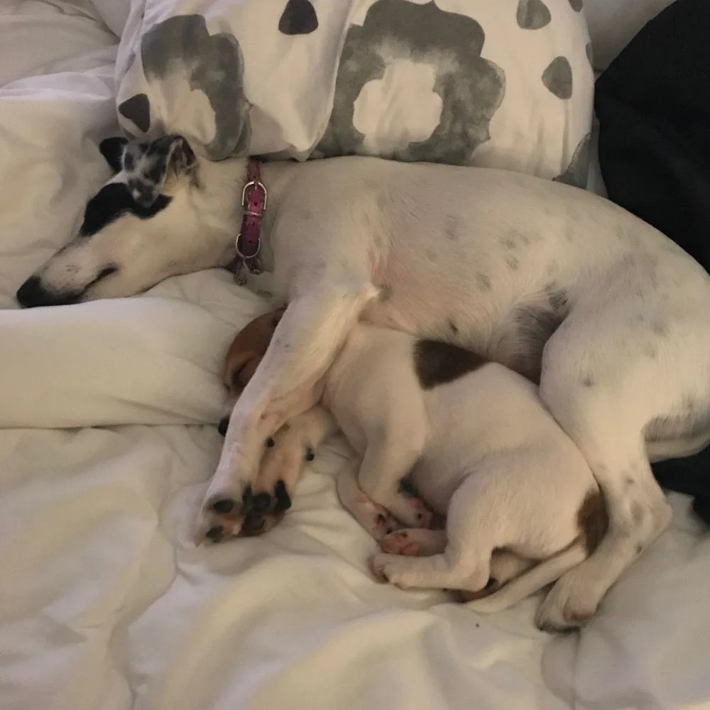 Lola with Ted when he was a pup