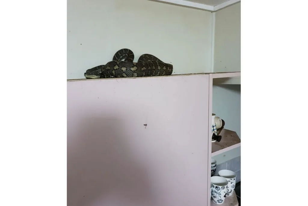 Hiding snake