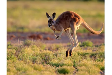 Kangaroo jumps THROUGH a teenage girl’s bedroom wall