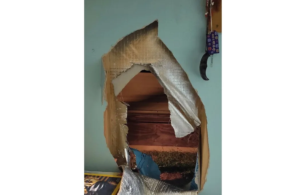 Kangaroo jumps through bedroom wall