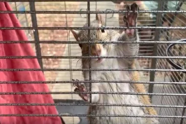 Officers seeking man after they find a pet squirrel high on meth!