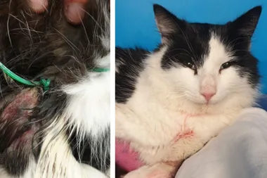 Muffin the cat found tortured so badly his leg had to be amputated