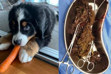 Warning: Devastated dog owner pleads for toy to be recalled after puppy tragically dies