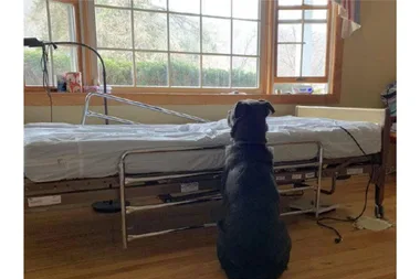 The story behind this photo of a dog is just heartbreaking