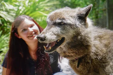 Yuki The Giant Wolf Dog