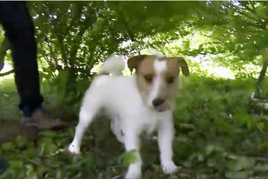 Heroic dog saves newborn bub who was abandoned in bushes