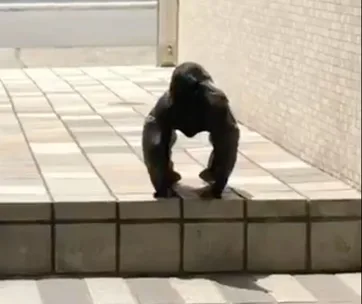 Video footage of ‘Gorilla Crow’ leaves internet users baffled
