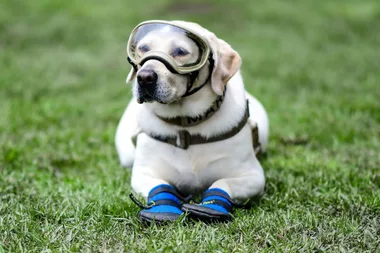Frida the rescue dog retires