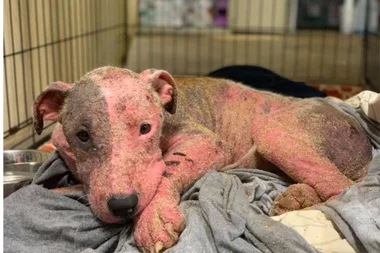 Dog is rescued after being BURIED ALIVE at the beach