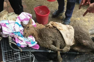 Kangaroo is rescued after being stuck down a mineshaft