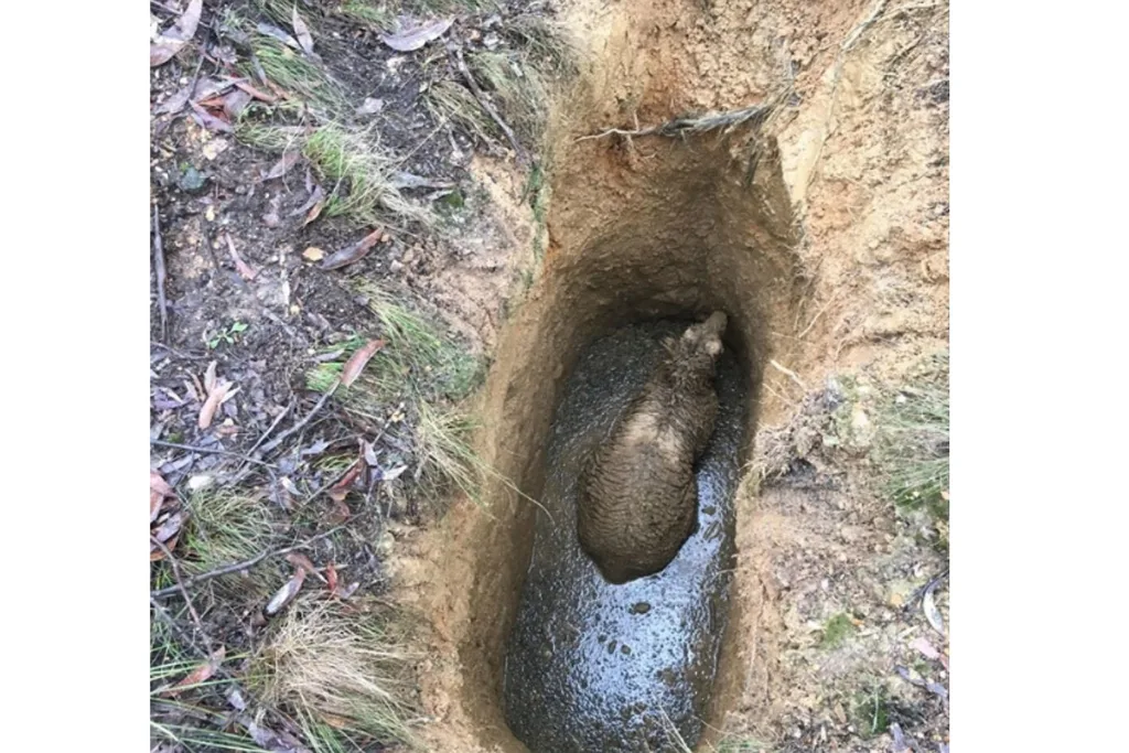 The roo was stuck down a mineshaft