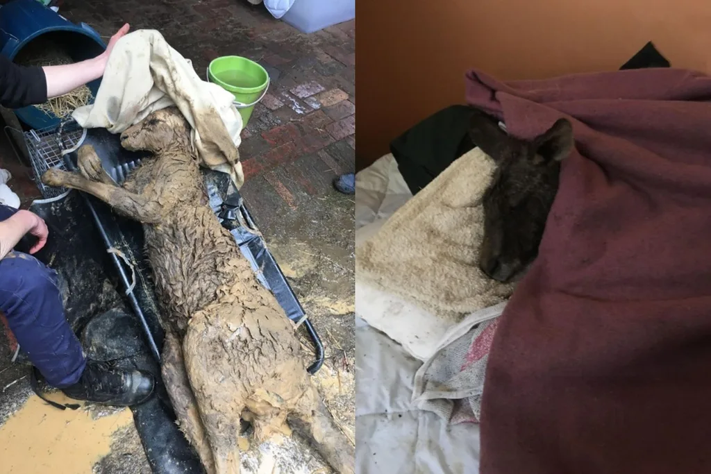 The roo is now recovering