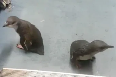 Penguins who broke into sushi bar released by police