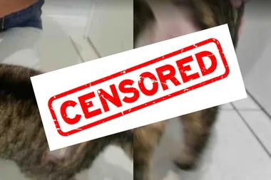 Gold Coast cat ‘sexually assaulted’ by ‘scumbag’
