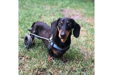 Adorable disabled dachshund has to get around on wheels