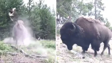 WATCH: 9-year-old girl viciously tossed into the air by a bison