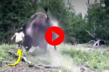 WATCH: Nine-year-old girl thrown into air by bison