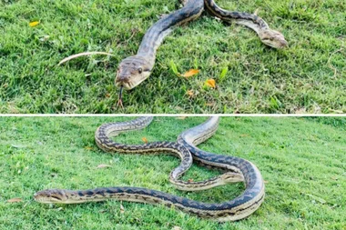 Couple’s ceiling CRACKS from weight of 5m mating SNAKES