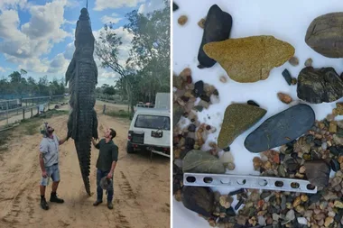 Horrifying discovery made inside 4.7m CROCODILE’S stomach