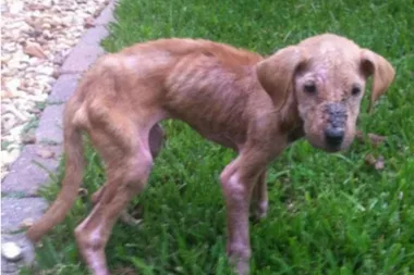 Abused puppy helps autistic boy find happiness