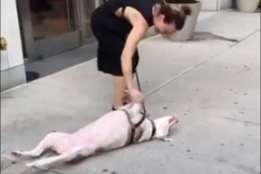 Stubborn dog wins internet’s heart