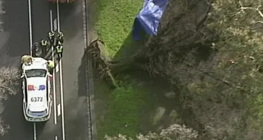 Woman killed in Melbourne after tree falls on her while she’s jogging