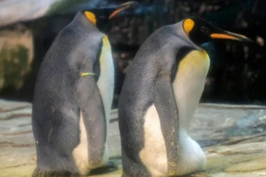 Gay penguins get ready to become dads