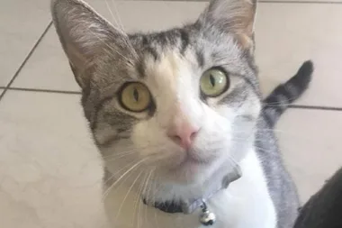 Couple left heartbroken after their beloved pet was LOST on a flight
