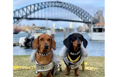 My dogs earn more than me!