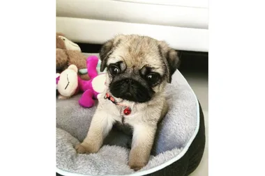 Man allegedly killed pug puppy that was ‘thrown over wall’