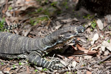 Elderly couple HOSPITALISED by goanna that killed their dog in freak attack