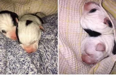 Newborn puppies found DUMPED in plastic bag
