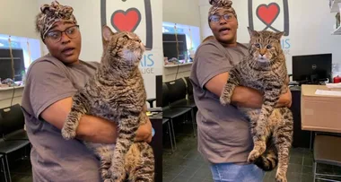 Chonk the 11.7 kilo cat needs a new home but breaks the internet instead