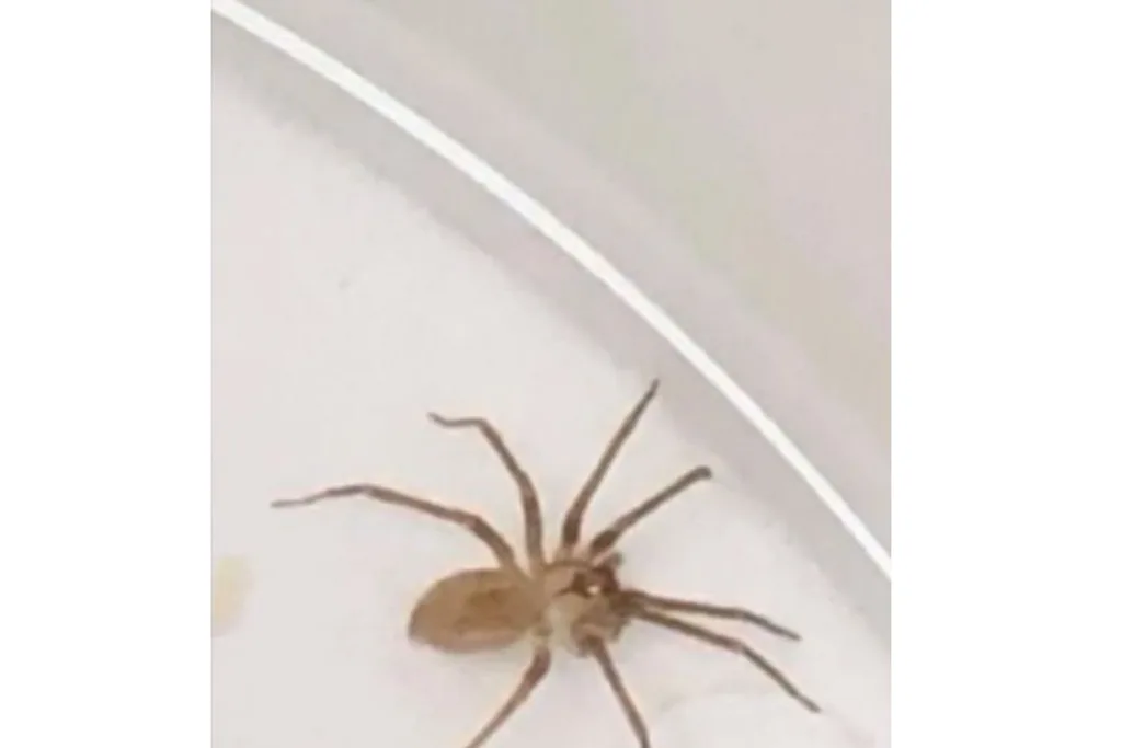 Spider found in Susie Torres ear